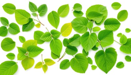 Fototapeta premium Vibrant green leaves, various shapes and sizes, isolated on pure white, texture, spring