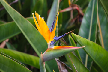 tropical, exotic, paradise bird, yellow, orange, flower, flora, blooming, spring, plant, nature,...