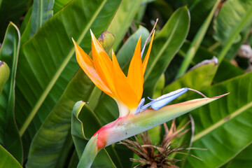 tropical, exotic, paradise bird, yellow, orange, flower, flora, blooming, spring, plant, nature,...