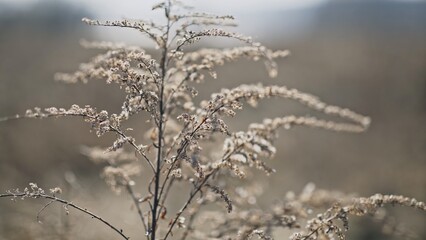 The Delicate Wild Grass is Beautifully Presented in a Soft Focus Setting of a Stunning Landscape