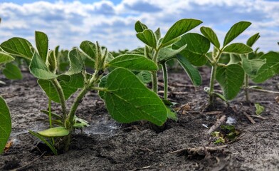 Soybean fields - under a changing cloudy sky, the sun is starting to bloom, the phase of the...