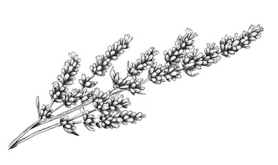 Lavender botanical drawing, detailed herbal plant sketch, vector, linear style, icon set.