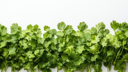 Fototapeta premium A verdant tapestry of fresh cilantro leaves, their delicate aroma filling the air, lay artfully arranged on a pristine white backdrop, a vibrant culinary ingredient ready to enhance any dish or