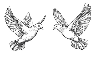 Obraz premium Pair of doves in flight, peace symbols, black and white, vector, linear icons set.