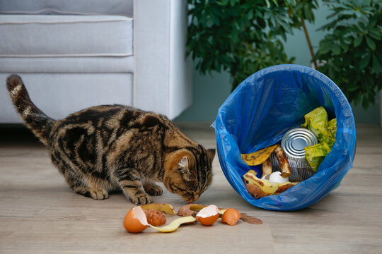 The cat scattered the garbage from the trash can on the floor in the house
