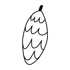 Pine cone in cute cartoon doodle style, vector illustration isolated on white background. Hand drawn pine cone in outline.