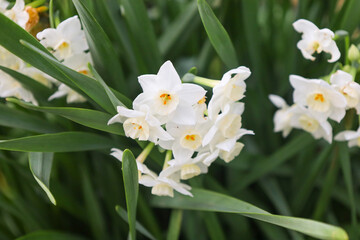 Fototapeta premium narcissus, yellow, white, flower, flora, blooming, spring, plant, nature, garden, summer, close-up, petal, season, bloom, flowers, petals, springtime, floral, blossom, grass, leaf, leaves, macro, 