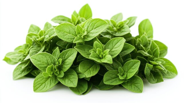 A vibrant bouquet of fresh oregano, its leaves tightly clustered and fragrant, awaits its role in culinary creations, ready to infuse dishes with its herbaceous aroma and earthy flavor.