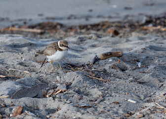 Gravelot se baladant sur le sable