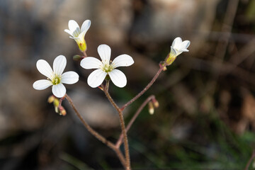 Fleur blanche sauvage en gros plan
