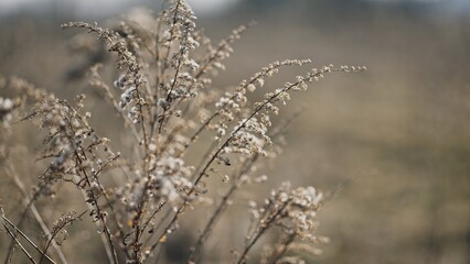Delicate Grass Blades in Soft Focus, Great for Capturing Natures Beauty in a Photograph