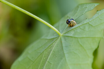Chenille verte mangeant une feuille en gros plan