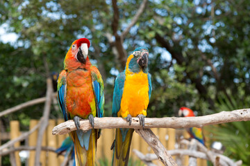 Macaw parrots close up