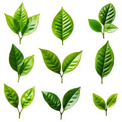 Fototapeta premium Set of Green Botanical Leaves in Minimal Vector Style for Nature Themes