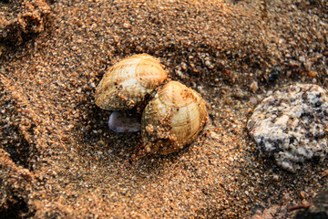shell on sand