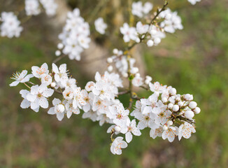 Obraz premium arbre en fleurs