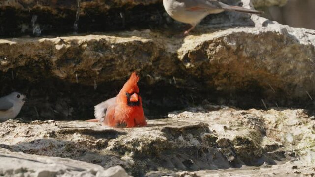 Northern Cardinal bathing in a pool of water with other birds - Cardinalis cardinalis