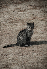 Obraz premium cat