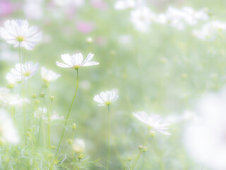 秋の公園や花壇を彩るコスモスのある風景。背景。自然風景素材。眩しい日差しでボケた景色。ぼんやりした花畑のイメージ。