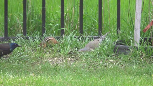 Birds take food in company of chipmunk