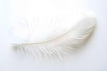 Obraz premium White background with a single white feather, soft and delicate, minimalist and elegant.