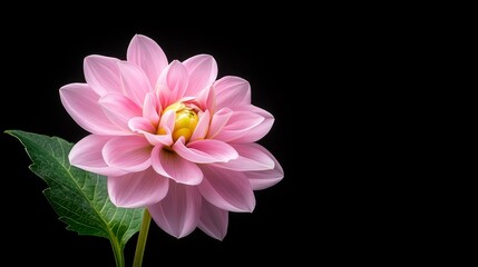 Obraz premium Closeup of vibrant pink flower with lush green leaves on stark black background