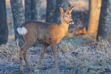 Roe Deer Sticking Out Its Tongue