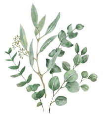 An eucalyptus bouquet, watercolor illustration. Hand-painted branches of sage green eucalyptus, isolated PNG clipart on a transparent background © Anna Nekotangerine