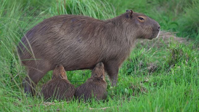 Full body telephoto static of female capybara standing and feeding milk to young child pups in open grass clearing, slow motion