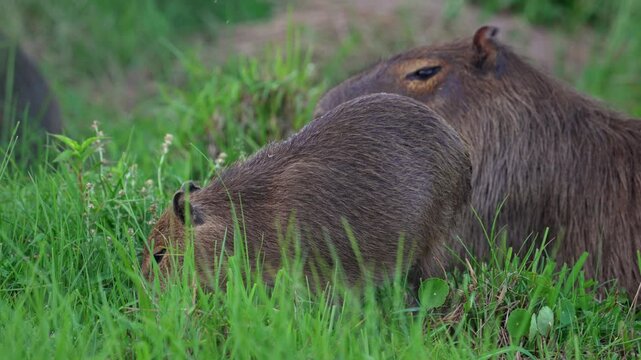 Capybara mother watches over young child laying and grazing in wetland grass, its eyes scanning the surroundings, telephoto slow motion static
