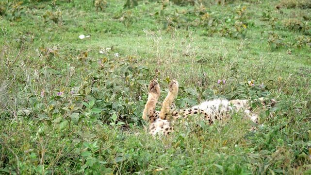 Cheetah Animal wildlife wild ghepard large cat Tanzania safari excursion savanna