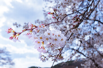 pink cherry blossom