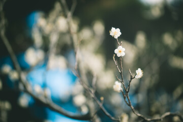白い梅の花