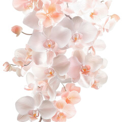 Obraz premium Orchid's Delicate Cascade: An elegant display of pure beauty, with creamy white and soft peach orchid blooms cascading gracefully, capturing the essence of serenity and floral elegance.