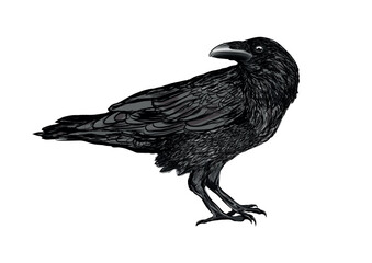 mystical raven bird illustration on white background