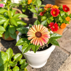 A vibrant gerbera daisy with yellow and red petals in a red pot, surrounded by green leaves, with other colorful flowers in pots in the background