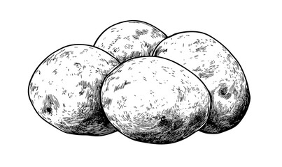 Fresh potato vector illustration, rustic organic food, hand-drawn style icons set, linear.