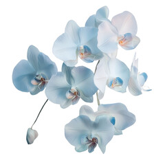 Sky Blue Orchid: A cluster of delicately beautiful, sky-blue orchids, their petals unfurling in a graceful dance, capture the eye with their serene and elegant beauty.  