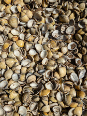 Seashell Texture Coastal Natural Pattern Beach Treasures Ocean Life Artistic Background