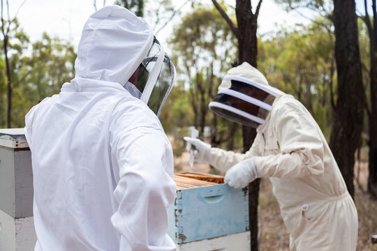 Honey farmers in beekeeping suits harvesting beehives