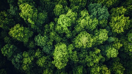 Naklejka premium Aerial view of lush green trees, showcasing a vibrant forest canopy with varying shades of green.