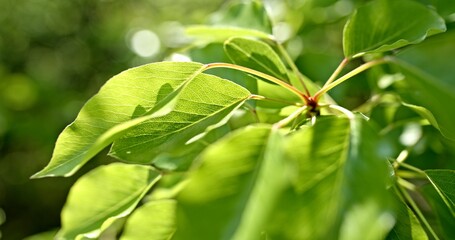 A closeup view of vibrant green leaves illuminated by natural sunlight in the environment