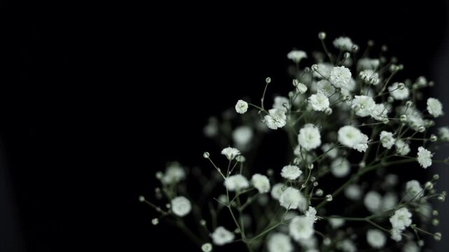 【FLOWERS】Beautyful White Gypsophila Black BG