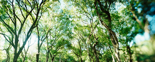 Panoramic view of trees in Central Park, Manhattan, New York City, New York State, USA.