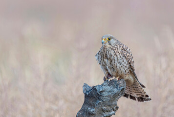 Peregrine Falcon Resting on a Rock