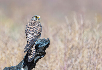 Peregrine Falcon on a Branch
