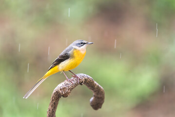 Yellow Bird Perched in Rain
