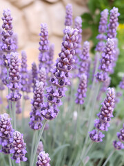Obraz premium lavanda - lavandula angustifolia