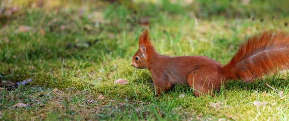 Red squirrel Sciurus vulgaris in the park.