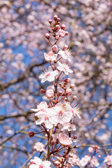 Close up view of cherry blossoms in full bloom against a bright blue sky